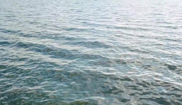 COP15:共建萬物和諧的美麗世界